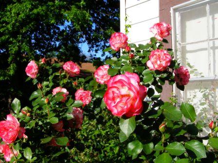 Nicole Roses blooming in Spring